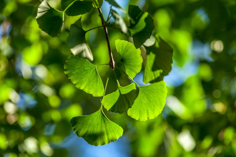 Le ginkgo biloba focus sur les bienfaits beauté de cet arbre sacré