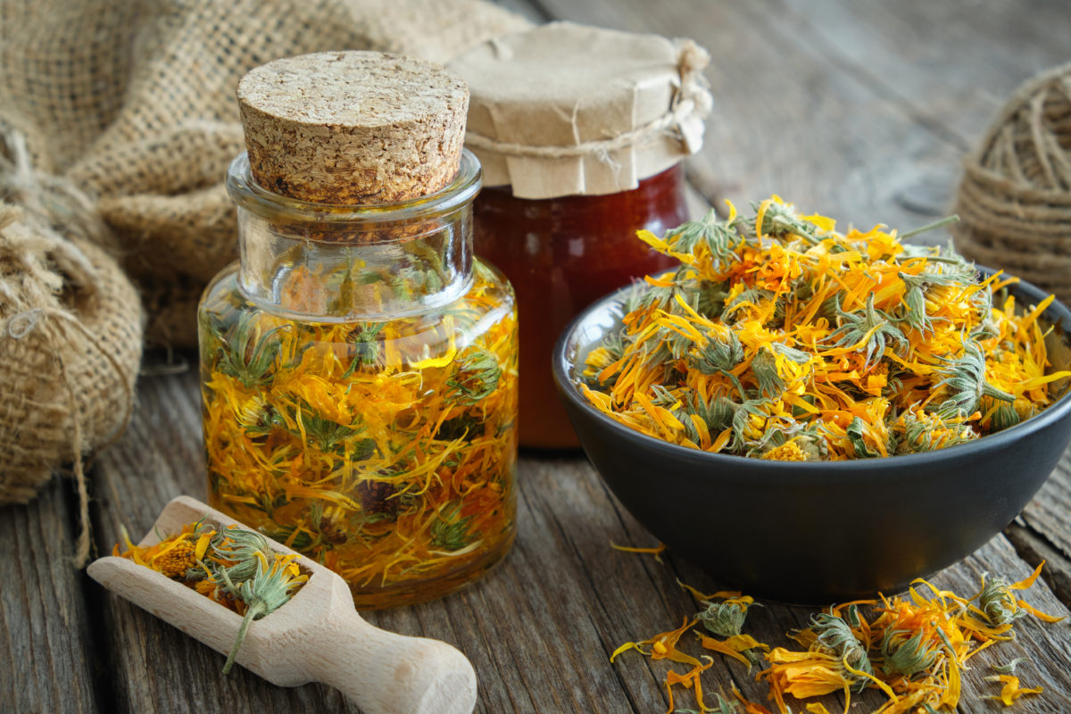 Le macérât huileux de calendula : Les bienfaits de la fleur soleil